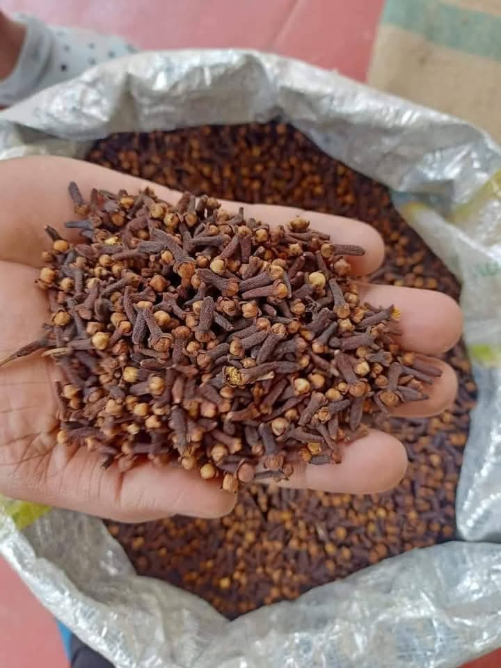 Clou de Girofle Entier de Madagascar – Aromatique & Puissant | vanillemorgan