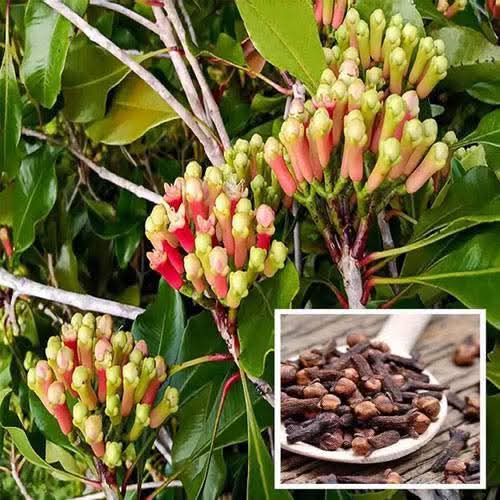 Clou de Girofle Entier de Madagascar – Aromatique & Puissant | vanillemorgan