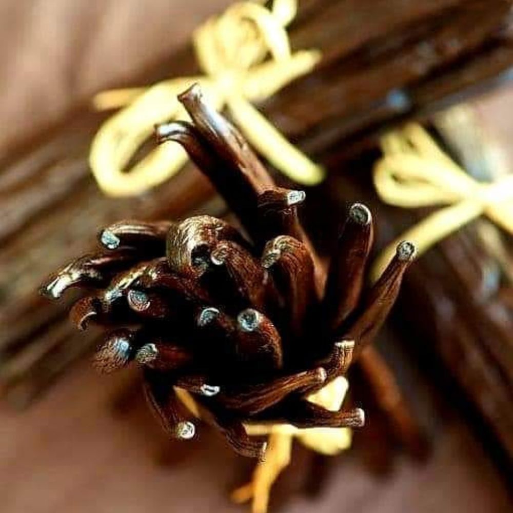 Vanille Bourbon de l’île de la Réunion – Gousses premium charnues et parfum intense