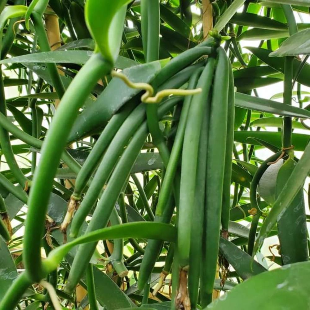 Gousse de vanille Nouvelle Calédonie