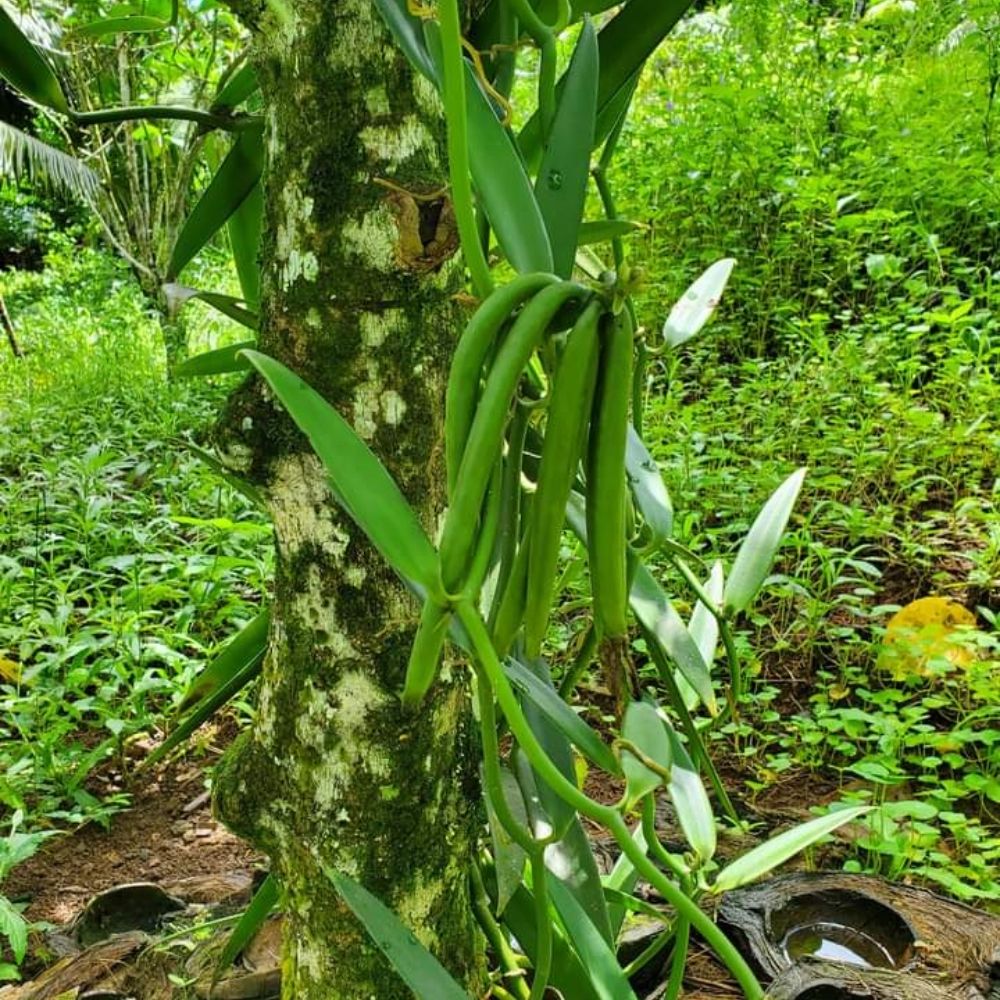 Vanille Givrée Nouvelle Calédonie