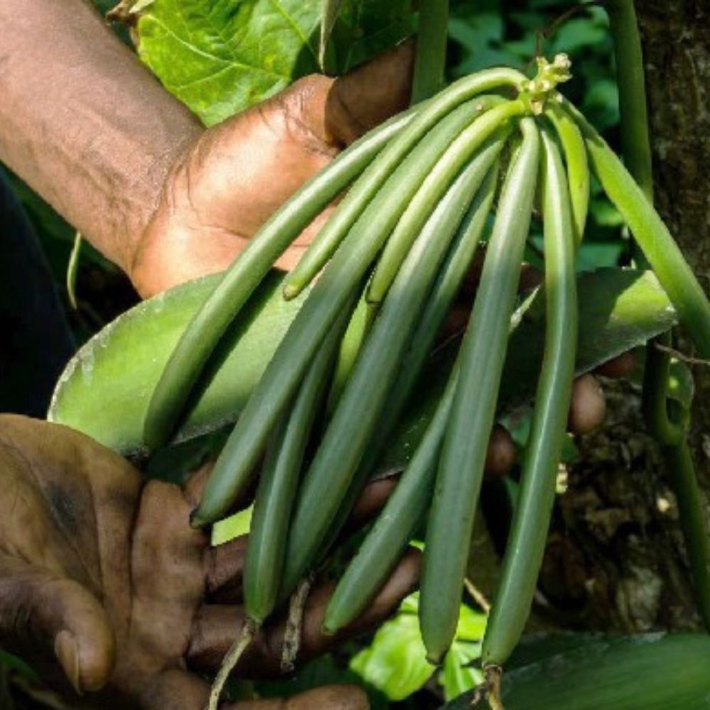 Vanille des Comores