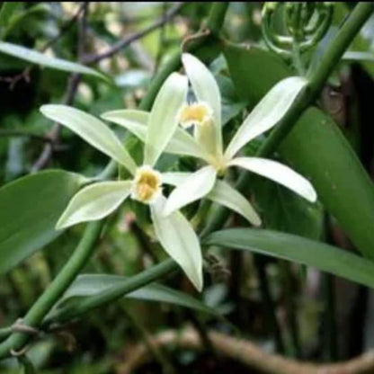 Vanille de la Réunion